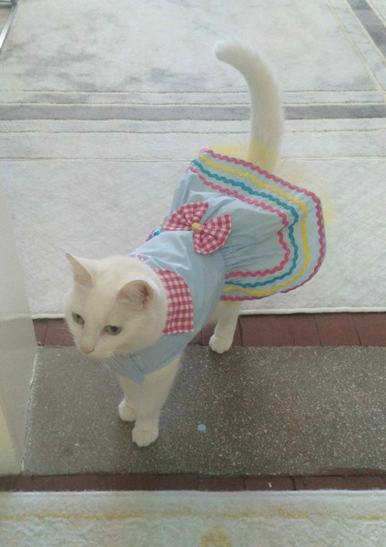 Rengarenk Festival Temalı Renkli Papyonlu Tüllü Kedi Köpek Kıyafeti Elbisesi Xlarge xl Beden 4