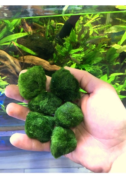 Marimo Moss Ball Yosun Topu 10 Adet 1 - 2 cm