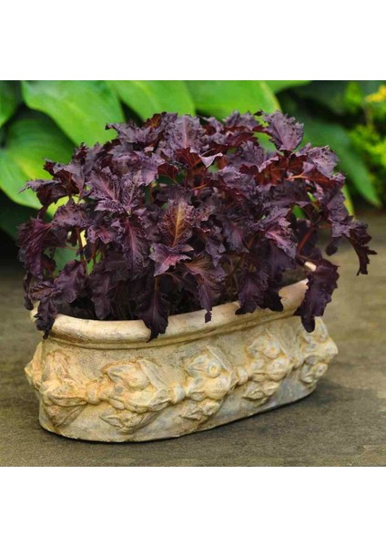 Kızıl Mor Fırfır Kenarlı Iri Yapraklı Reyhan Tohumu Purple Ruffles Basil