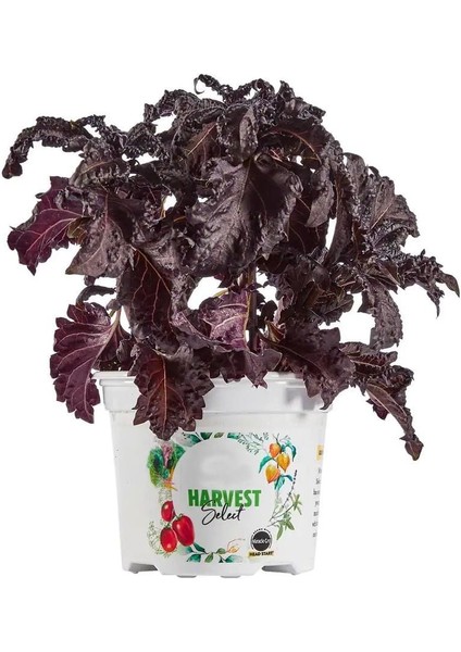 Kızıl Mor Fırfır Kenarlı Iri Yapraklı Reyhan Tohumu Purple Ruffles Basil