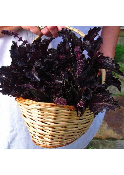 Kızıl Mor Fırfır Kenarlı Iri Yapraklı Reyhan Tohumu Purple Ruffles Basil