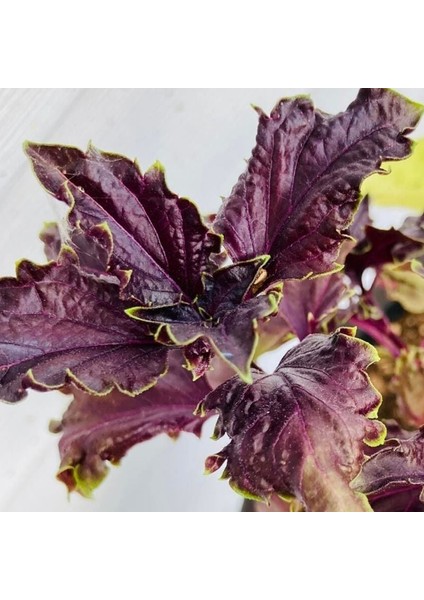 Kızıl Mor Fırfır Kenarlı Iri Yapraklı Reyhan Tohumu Purple Ruffles Basil