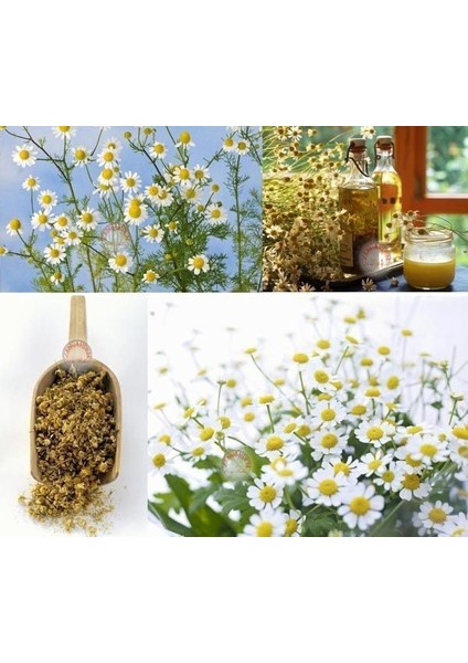 Şifalı Alman Papatyası Tohumu Elma Kokulu German Chamomile Matricaria Recutita