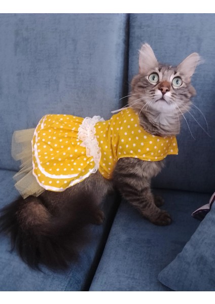 Sarı Puantiyeli Kurdeleli Kedi Köpek Kıyafeti Elbisesi modelleri