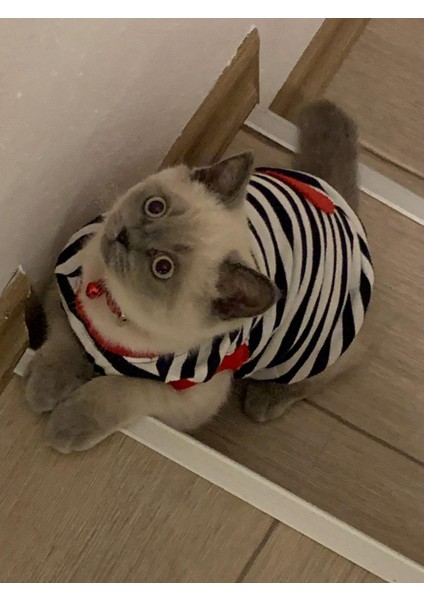 Kırmızı Kalpli Çizgili Kedi ve Köpek Kıyafeti Giyimi