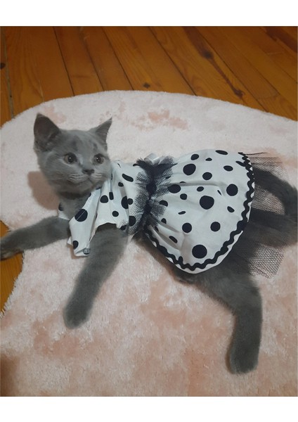 Siyah Puantiyeli Beyaz Dişi Kedi Köpek Kıyafeti Elbisesi