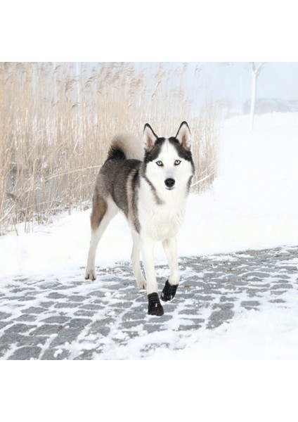 Köpek Yürüyüş Botu 2 Adet L Siyah