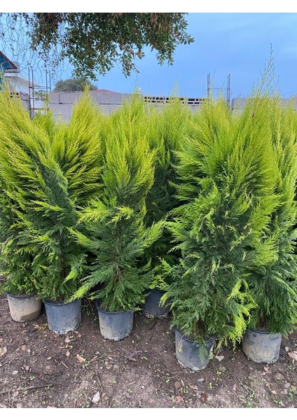 2 Metre Boyunda Formlu Limon Çamı Fidanı