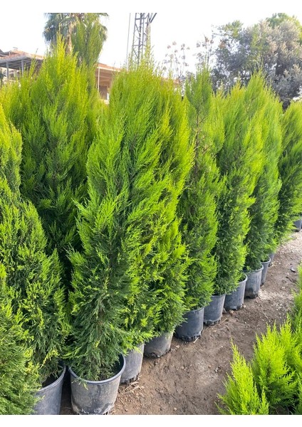 2 Metre Boyunda Formlu Limon Çamı Fidanı