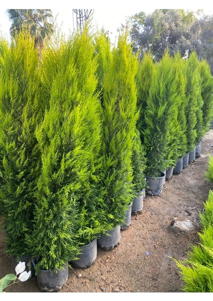 2 Metre Boyunda Formlu Limon Çamı Fidanı