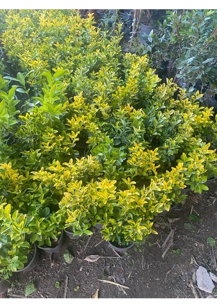 Tüplü Gold Taflan Fidanı 10 Adet