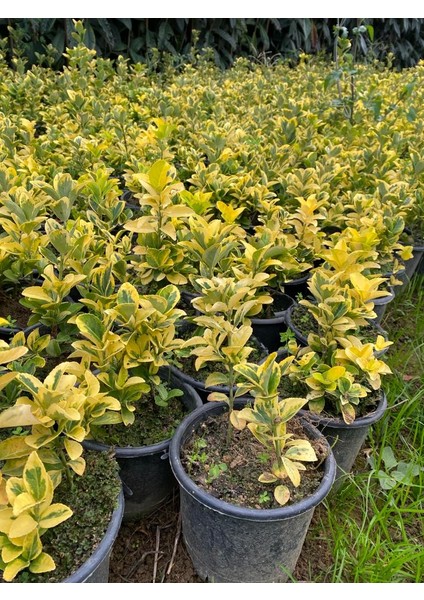 Tüplü Gold Taflan Fidanı 10 Adet fiyatları