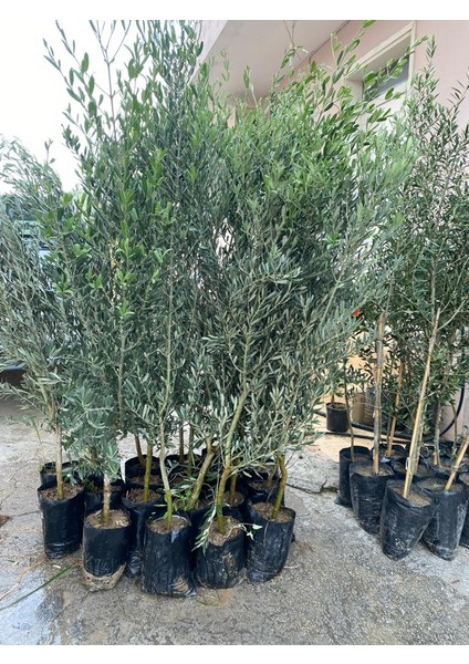 Tüplü Gelişkin Boylu 2 Yaşında Gemlik Zeytin Fidanı 10 Adet