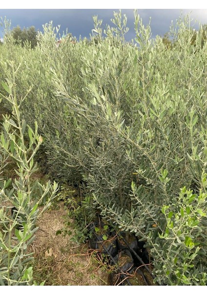 Tüplü Gelişkin Boylu 2 Yaşında Gemlik Zeytin Fidanı 10 Adet