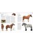 Horse Encyclopedia - Elwyn Hartley Edwards 4