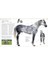 Horse Encyclopedia - Elwyn Hartley Edwards 5