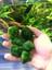 Marimo Moss Ball Yosun Topu 10 Adet 1 - 2 cm 1