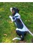 Su Geçirmez Biothane Köpek Göğüs Tasması Seti 3