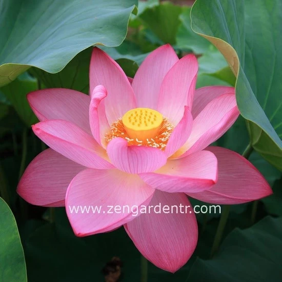 Zengarden Kutsal Lotus Tohumu Nelumbo Nucifera Pembe Çiçekli Kokulu