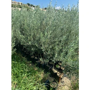 Tüplü Gelişkin Boylu 2 Yaşında Gemlik Zeytin Fidanı