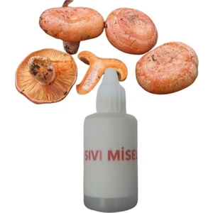 Tohum Kanlıca Mantarı Çintar Çam Melki Mantarı Sıvı Miseli 30CC