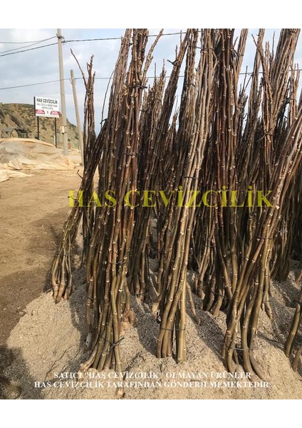 10 Adet 1 mt Chandler 1 Tozlayıcı (10+1) Yüksek Verimli Salkım Ceviz Fidanı fırsatları