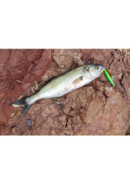 Sardin 34G - Sahte Yem Kaşık Rapala - Levrek, Palamut, Lüfer, Çinekop, Turna İçin En İyi Uv Jig Yem fırsatları