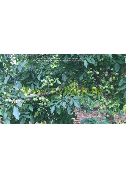 20 Adet 1,5-2 mt Chandler 2 Tozlayıcı Hediyeli (20 2) Yüksek Verimli Salkım Ceviz Fidanı fiyatları