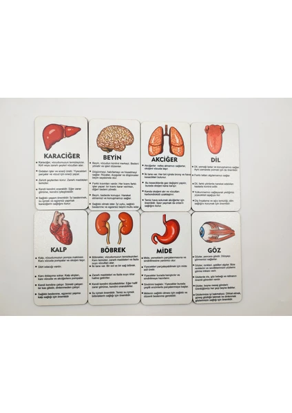 Montessori Ahşap Organlar Bilgi Kartları