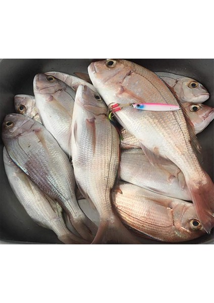 Sardin 20gr 60mm Jig Yem Kaşık Rapala -Levrek, Palamut, Lüfer, Çinekop, Turna Için En Iyi Uv Jig Yem modelleri