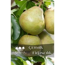 Çermik Fidancılık 8 Adet Bodur Aşılı Ankara Armut Fidanı 3 Yaş