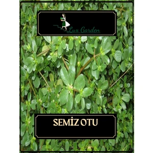 Lux Garden Semiz Otu Tohumu 350 Adet