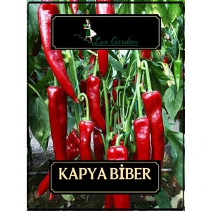 Lux Garden Kapya Biber Tohumu 110 Adet