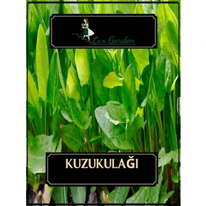 Lux Garden Kuzu Kulağı Tohumu 15 Adet
