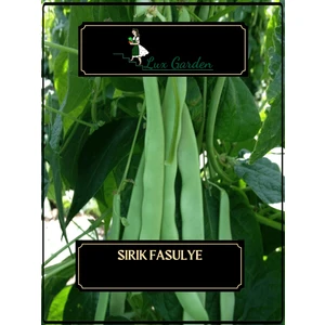 Lux Garden Ayşe Kadın Fasulye Tohumu 8 Adet