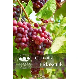 Çermik Fidancılık Tüplü Kırmızı Üzüm Asma Fidanı