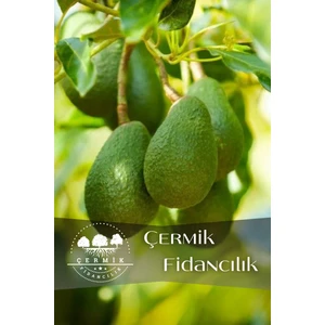 Çermik Fidancılık Tüplü Avokado Fidanı 3 Yaş