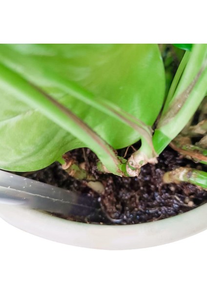 Wate Bu,6'lı Paket Tic F-Wate G, (Yurt Dışından) modelleri