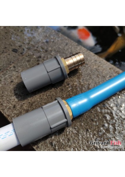 Koi'den 1/2'ye (Yurt Dışından) fiyatları