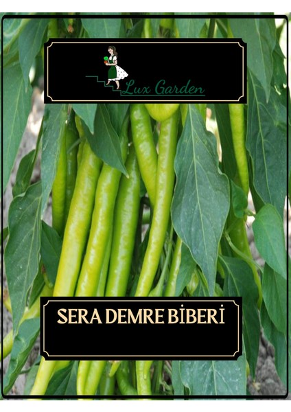 Sera Demre Biberi Tohumu 100 Adet