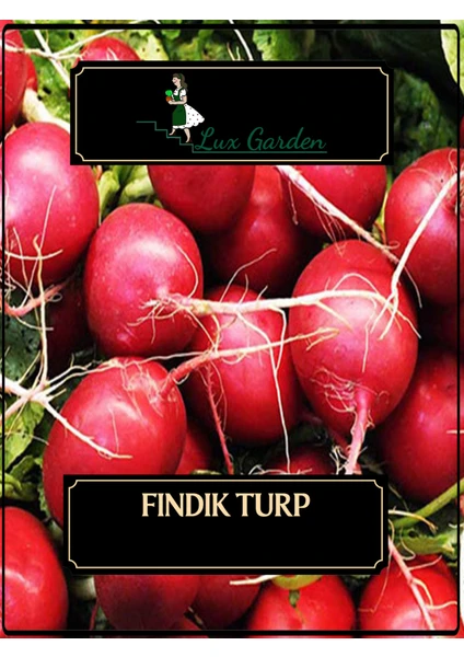 Lux Garden Fındık Turp Tohumu 90 Adet