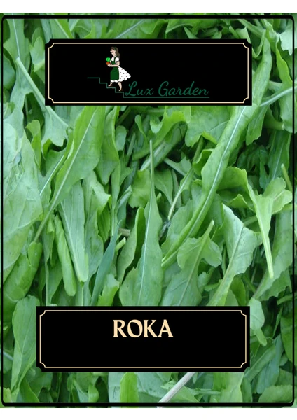 Lux Garden Roka Tohumu 360 Adet