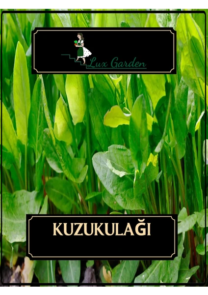 Lux Garden Kuzu Kulağı Tohumu 15 Adet