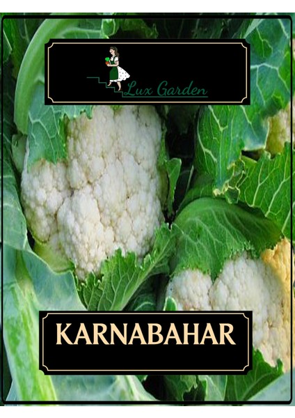 Karnabahar Tohumu 8 Adet