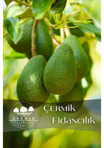 Çermik Fidancılık Tüplü Avokado Fidanı 3 Yaş