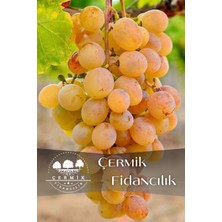 Çermik Fidancılık 8 Adet Aşılı Çermik Şire Bağ Üzümü Fidanı