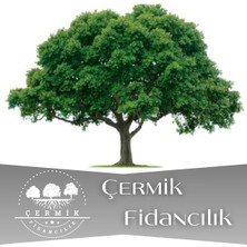 Çermik Fidancılık Tüplü Çınar Ağacı Fidanı Fidanı 3 Yaş