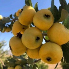 Ases Meyve Veren Aşılı Iri Meyveli Sarı Belen Alıç Fidan Yaş 3 Boy 100-130 cm