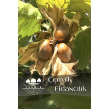 Çermik Fidancılık Karadeniz Fındık Fidanı