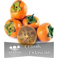 Çermik Fidancılık Çikolata Aromalı Trabzon Hurması Fidanı ( Cennet Elması )